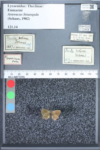Media type: image;   Entomology 73128